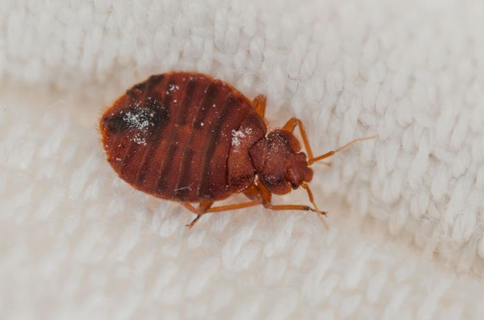 постельный клоп фото